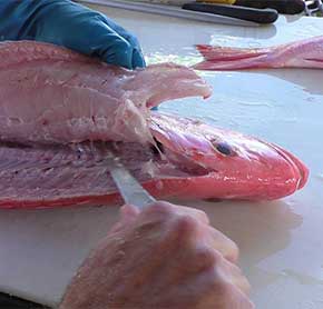 Fillet Fish Australia